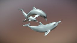 Dolphins