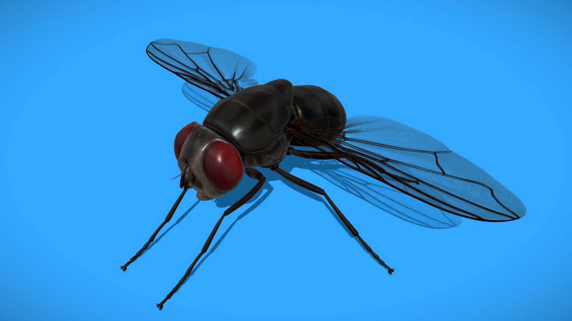 Fly 3d model