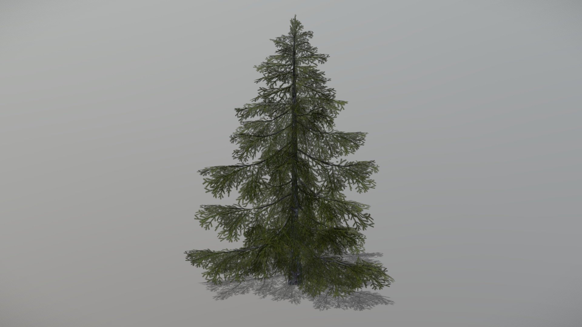 Spruce 1 (Animated Tree) 3d model