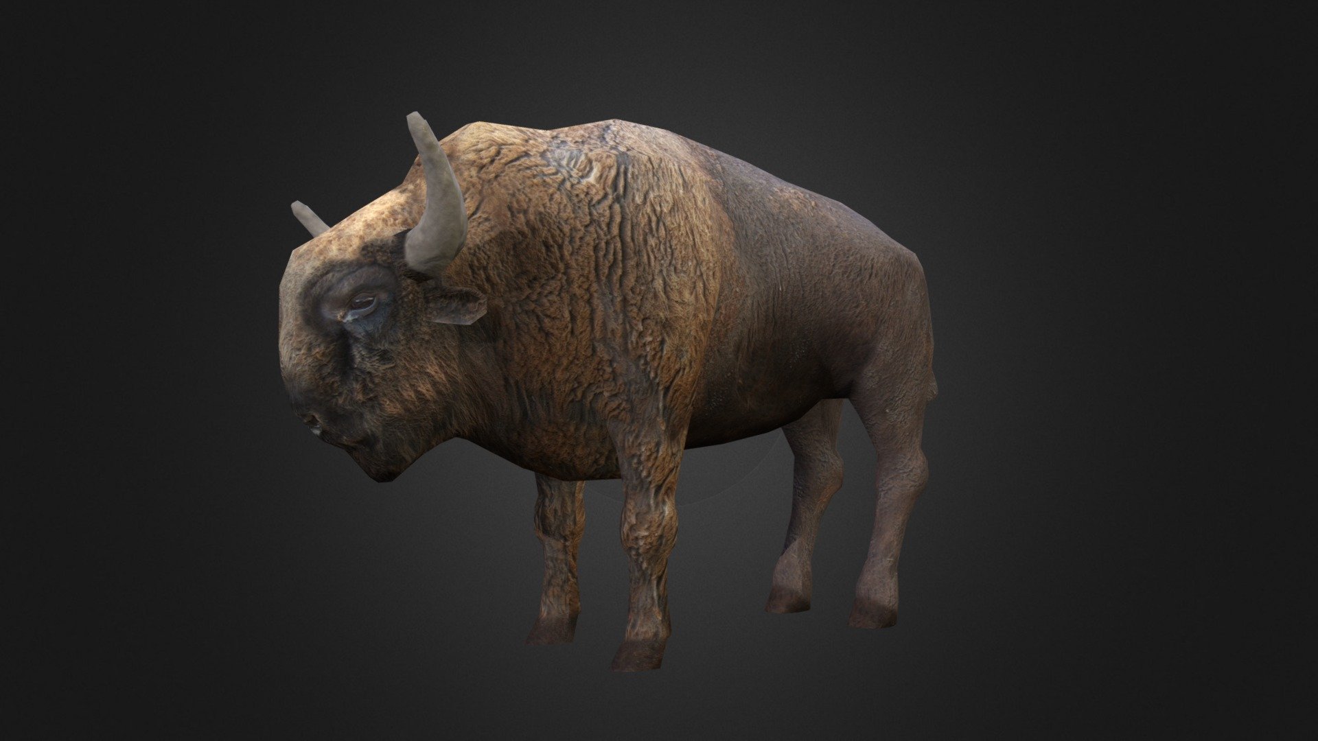 Bison 3d model