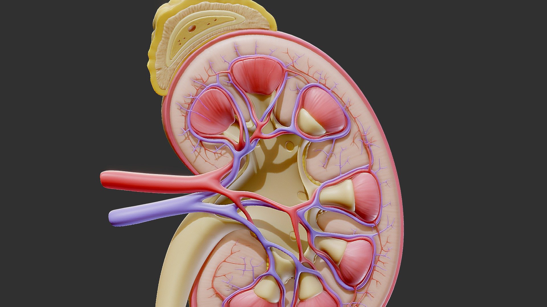 Human Kidney Anatomy Cross Section 3d model