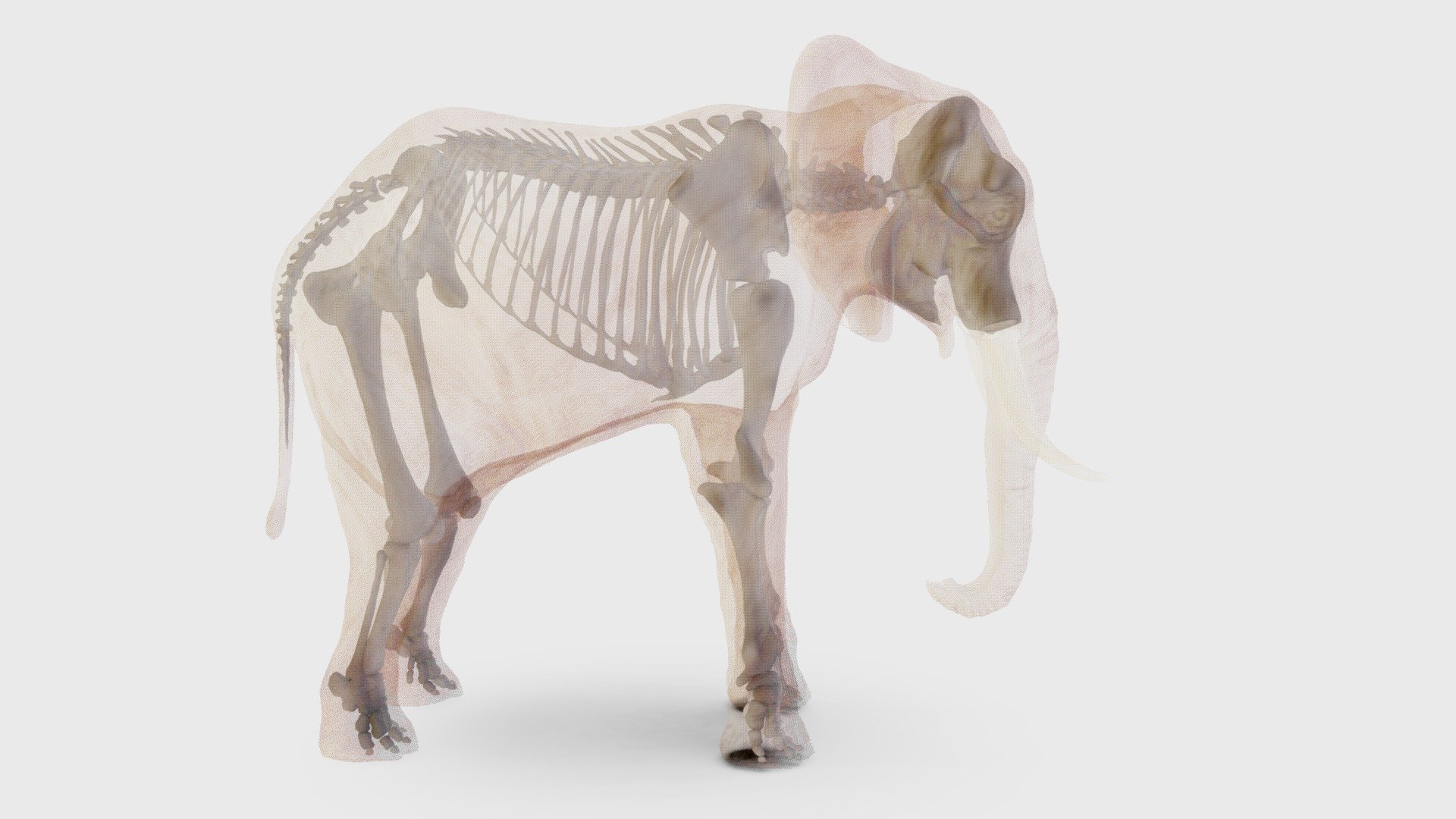 African Elephant, skeleton 3d model