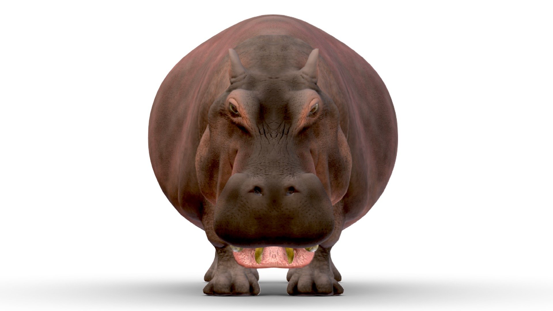 Hippopotamus with open mouth 3d model