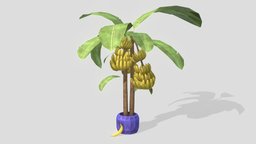 Banana Tree