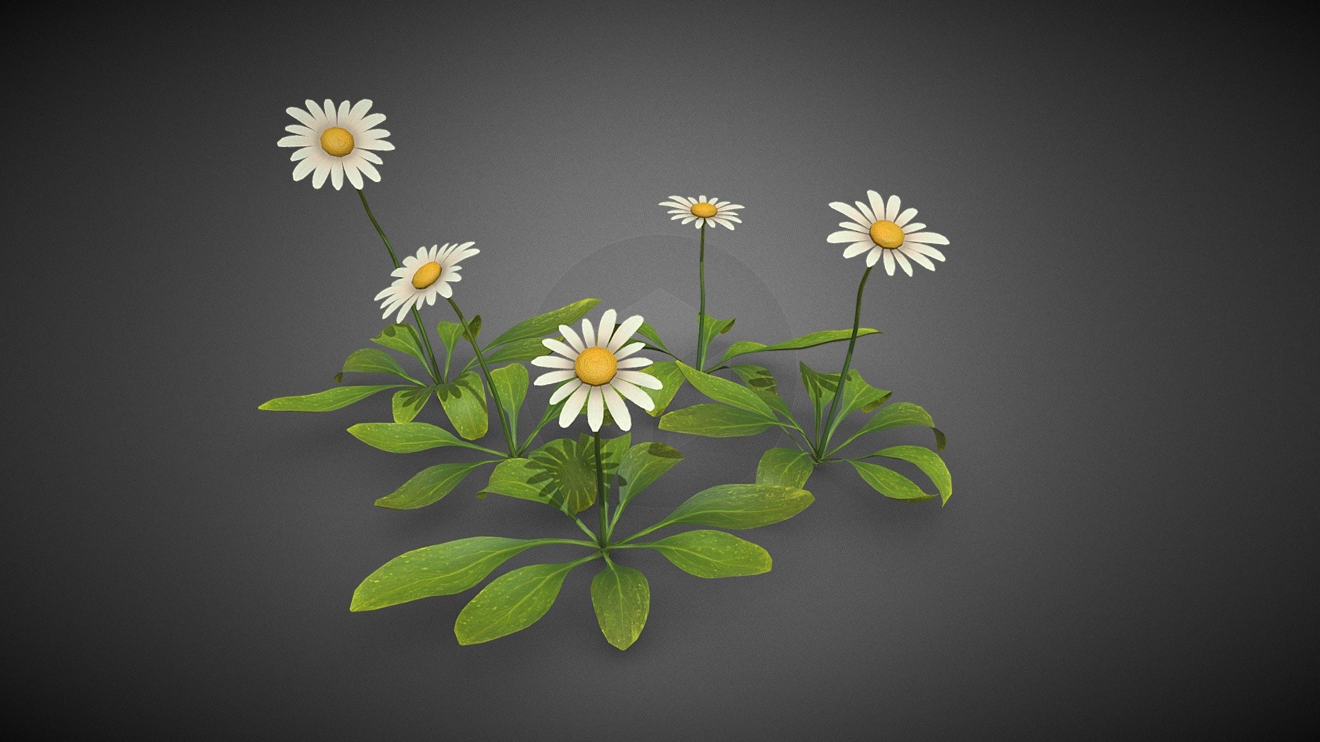 Flower plant 3d model