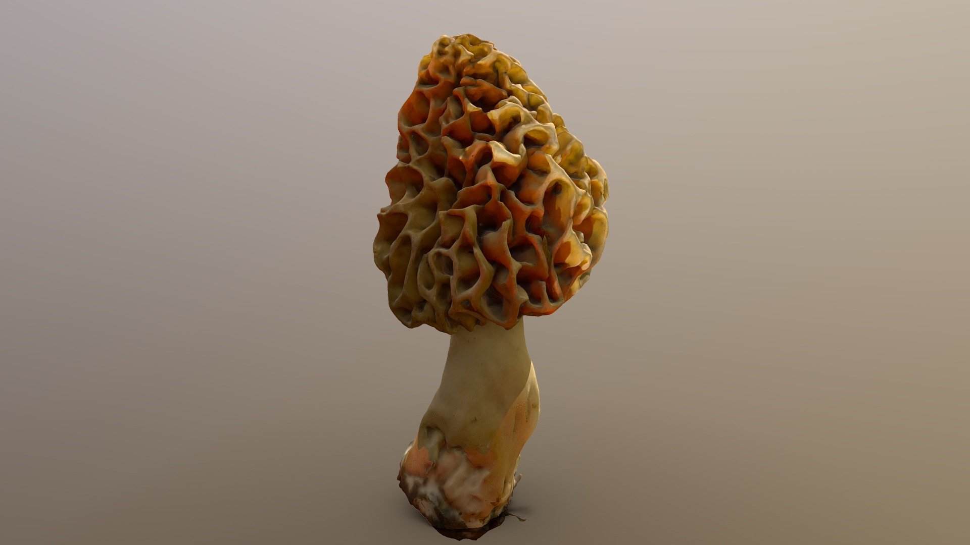 Morel 3d model