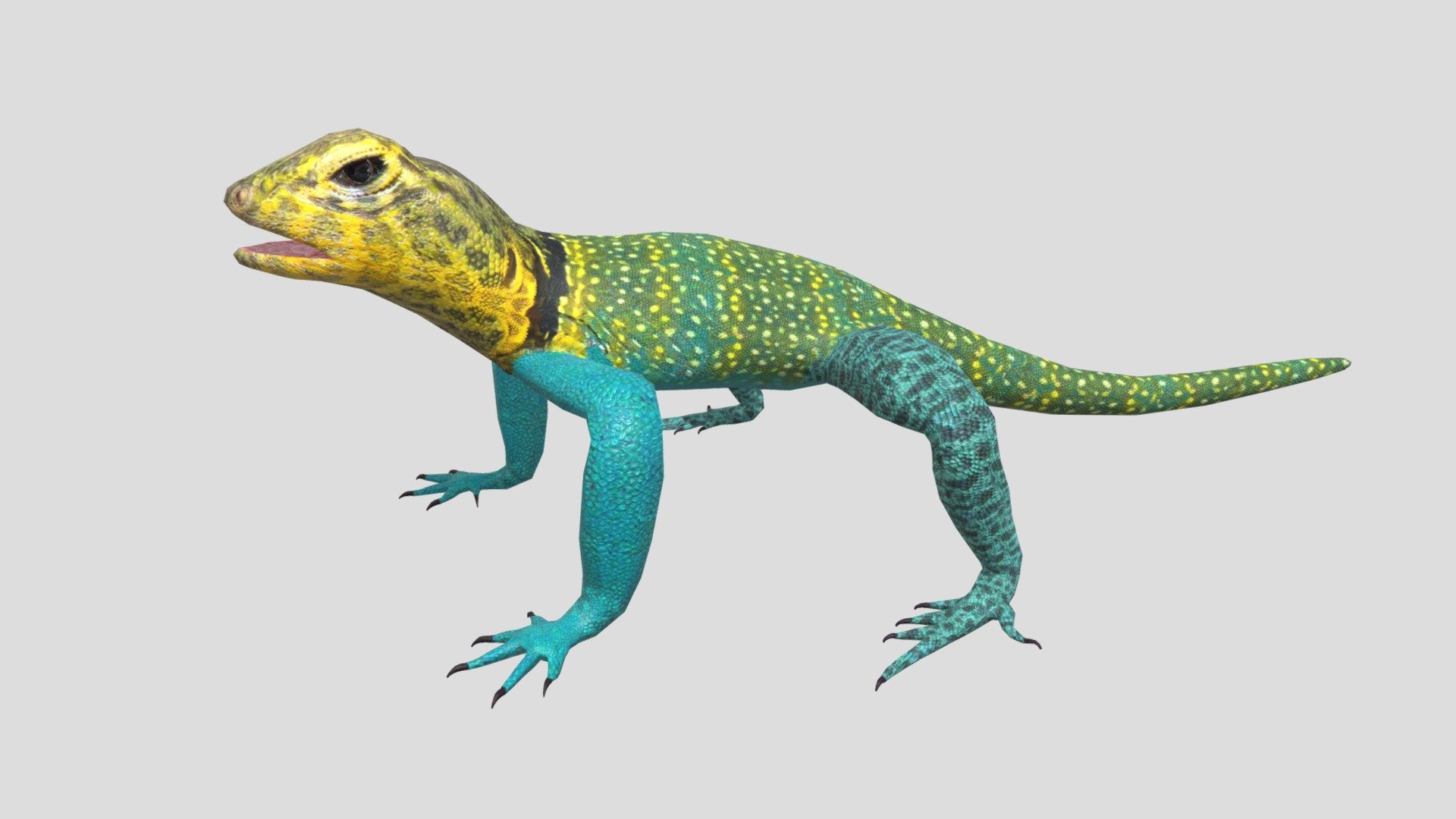 Collared Lizard 3d model