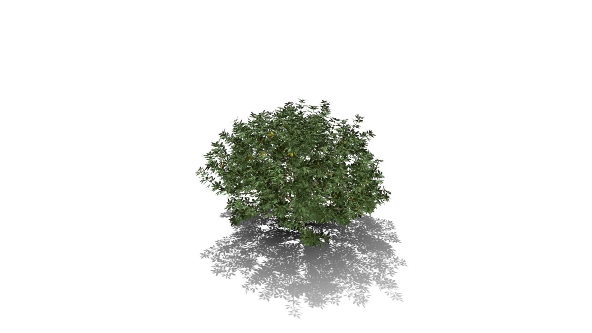 Realistic HD Mexican orange blossom (10/10) 3d model