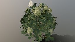 Hydrangea paniculata Limelight