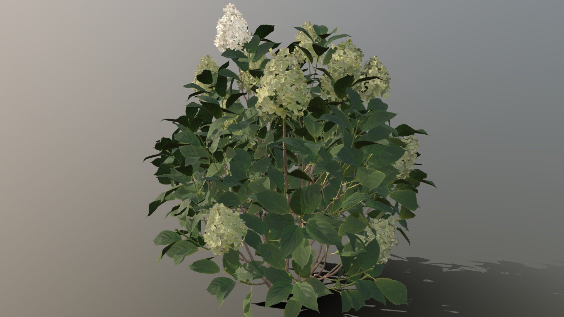 Hydrangea paniculata Limelight 3d model