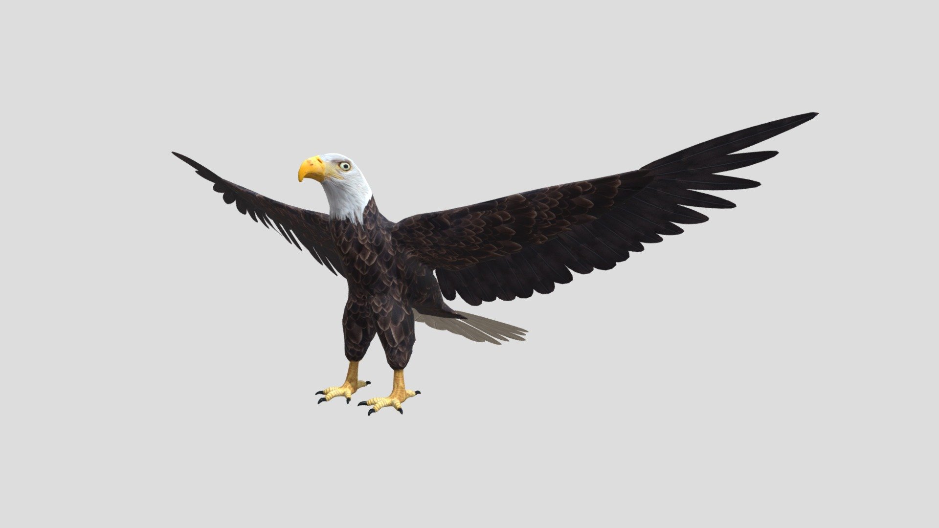 Bald Eagle 3d model