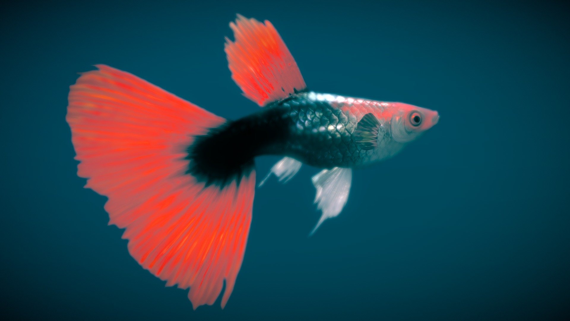 Guppy — Red Tuxedo ♂ 3d model