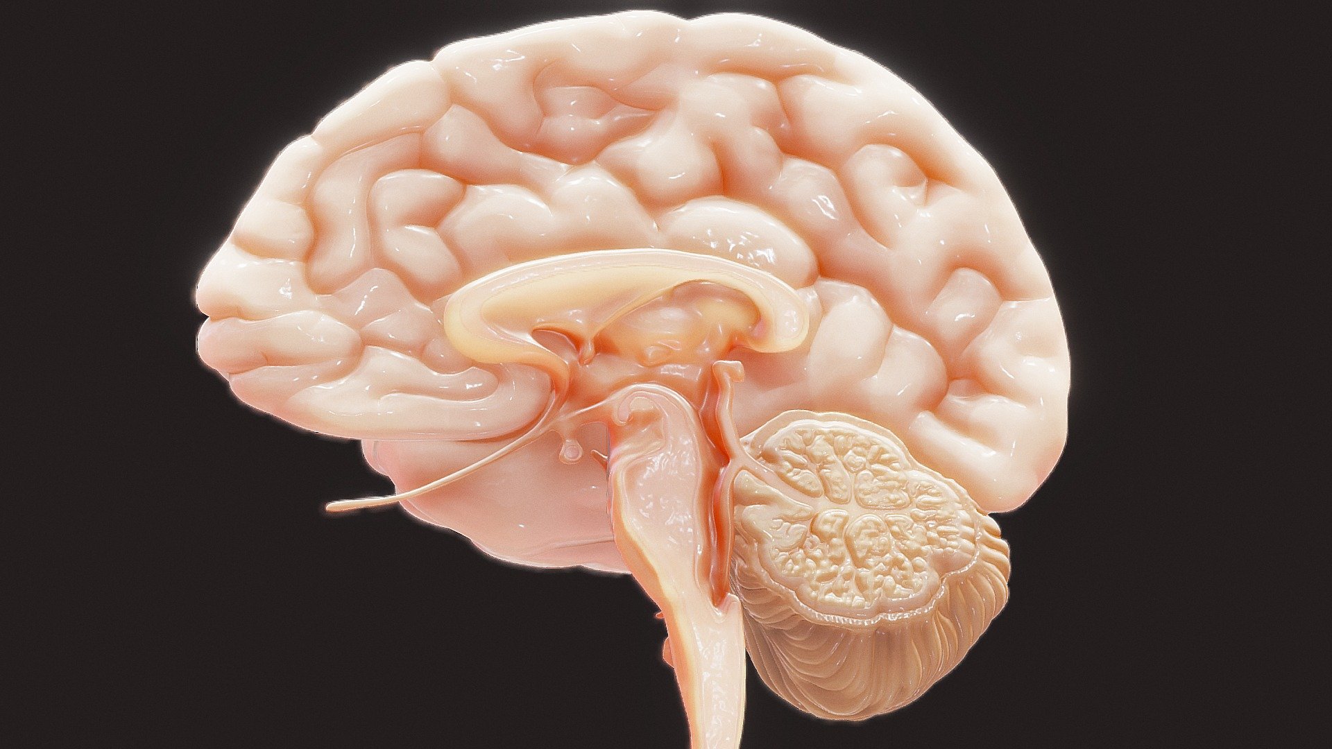 Human Brain Cross Section Anatomy 3d model