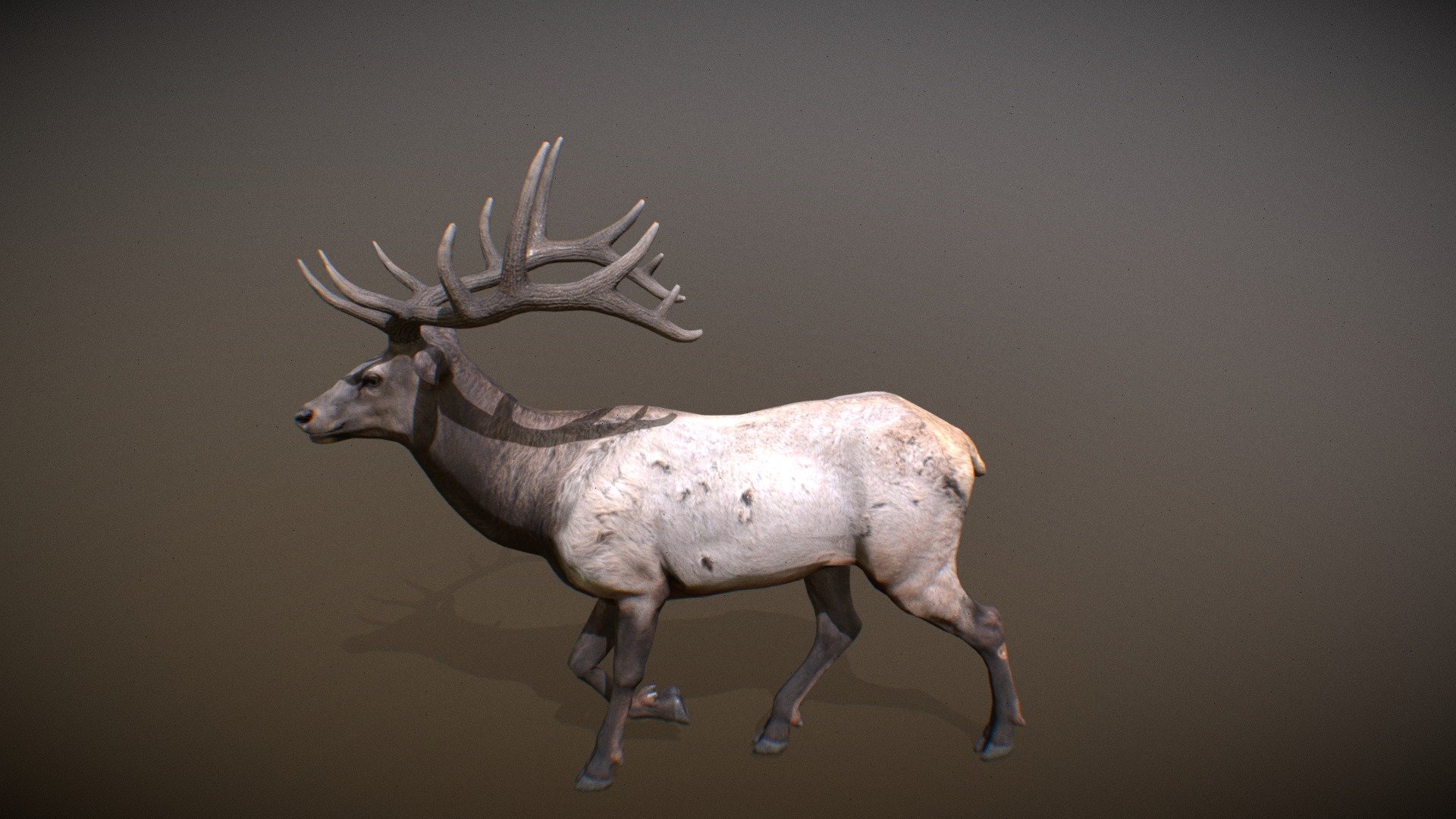 Animalia 3d model