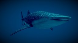 Whale Shark (Rhincodon typus)