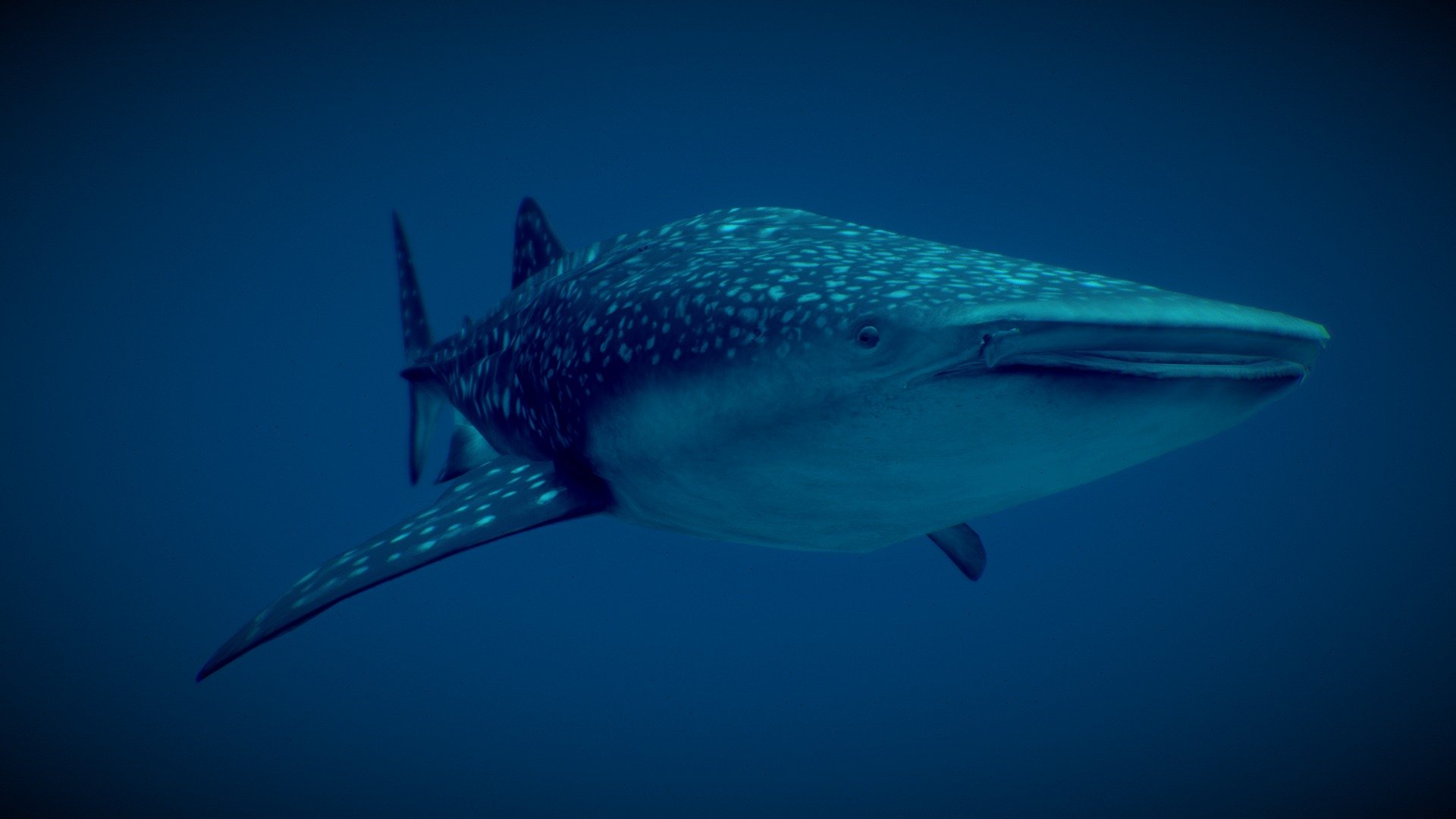 Whale Shark (Rhincodon typus) 3d model