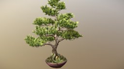 Bonsai Tree