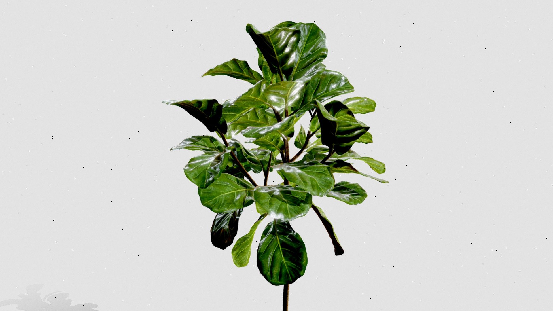 Ficus Lyrata 3d model