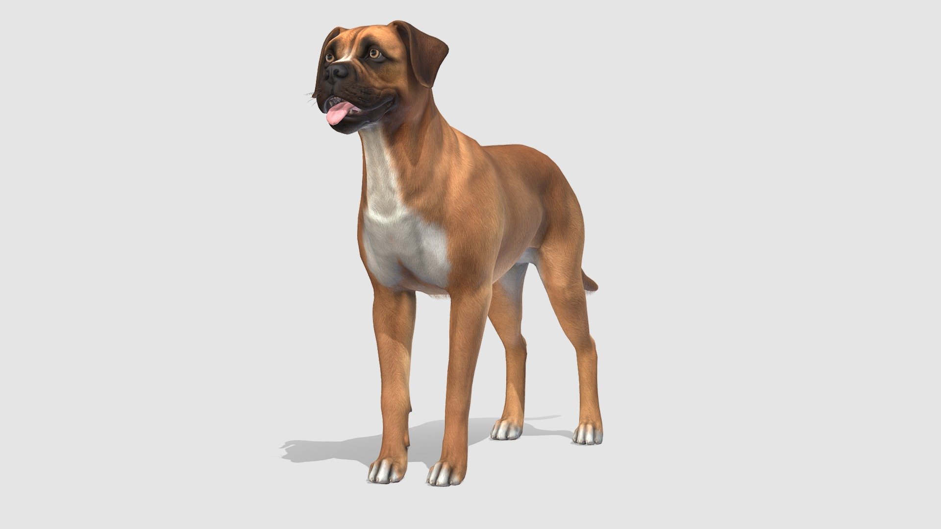 Dog 3d model