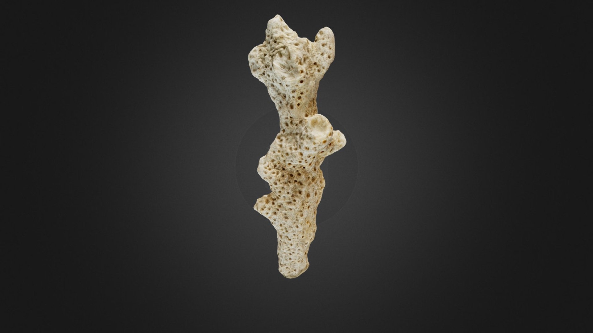 Coral white 3d model