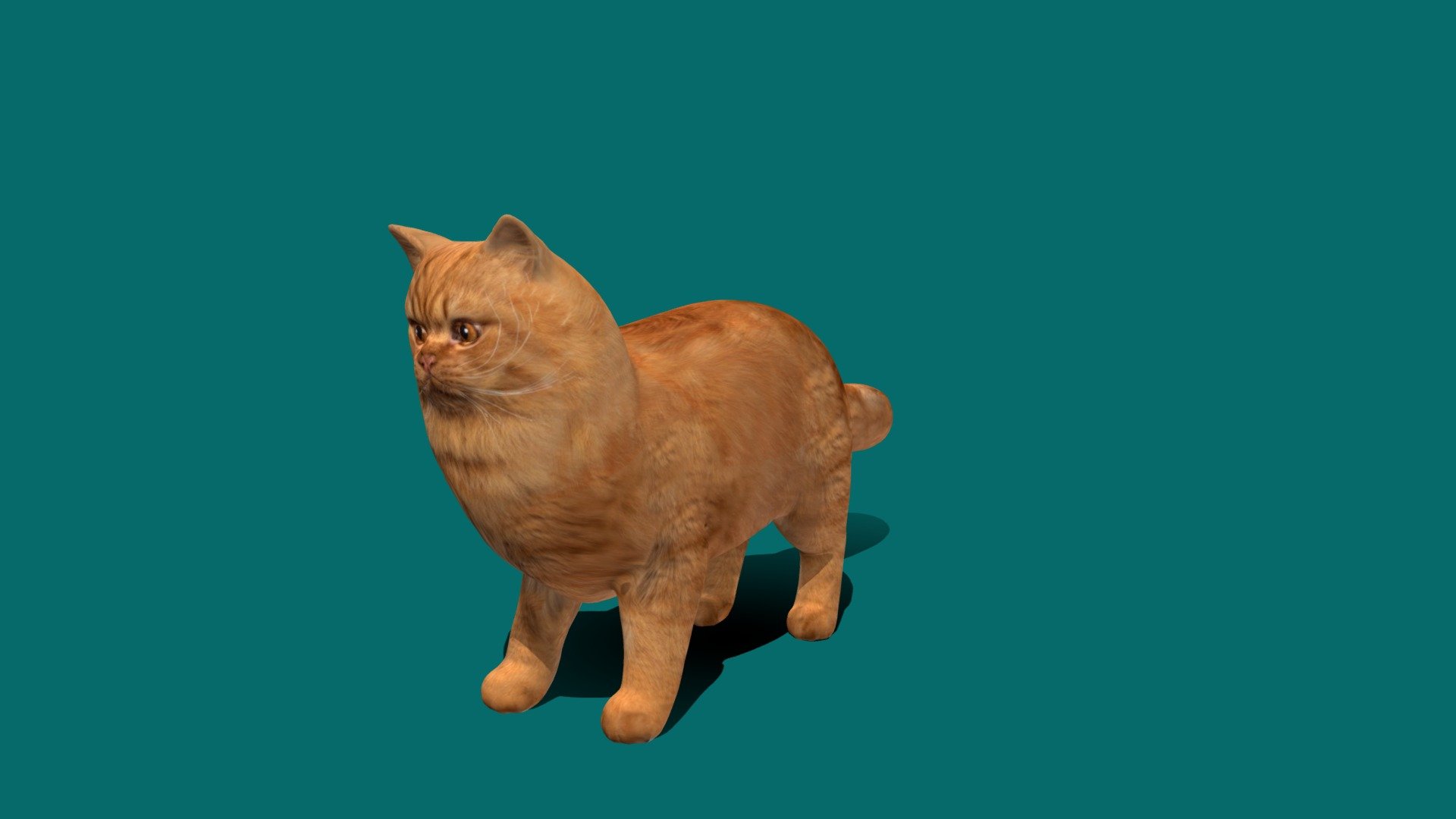 Orange Persian Cat 3d model