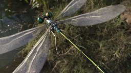 Lowpoly_Dragonfly,Lestes sponsa