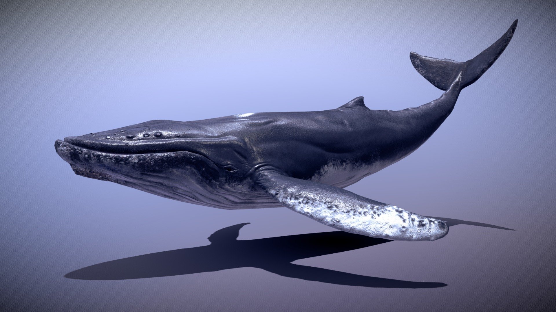 Humpback Whale Old 3d model