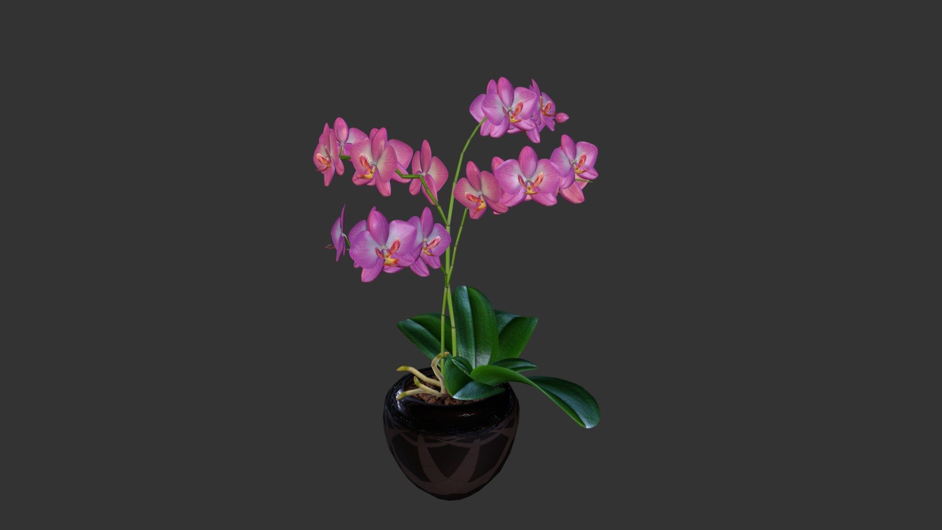 Vanilla Orchid 3d model