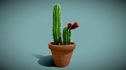 Cactus