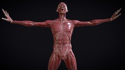 full body muscle study