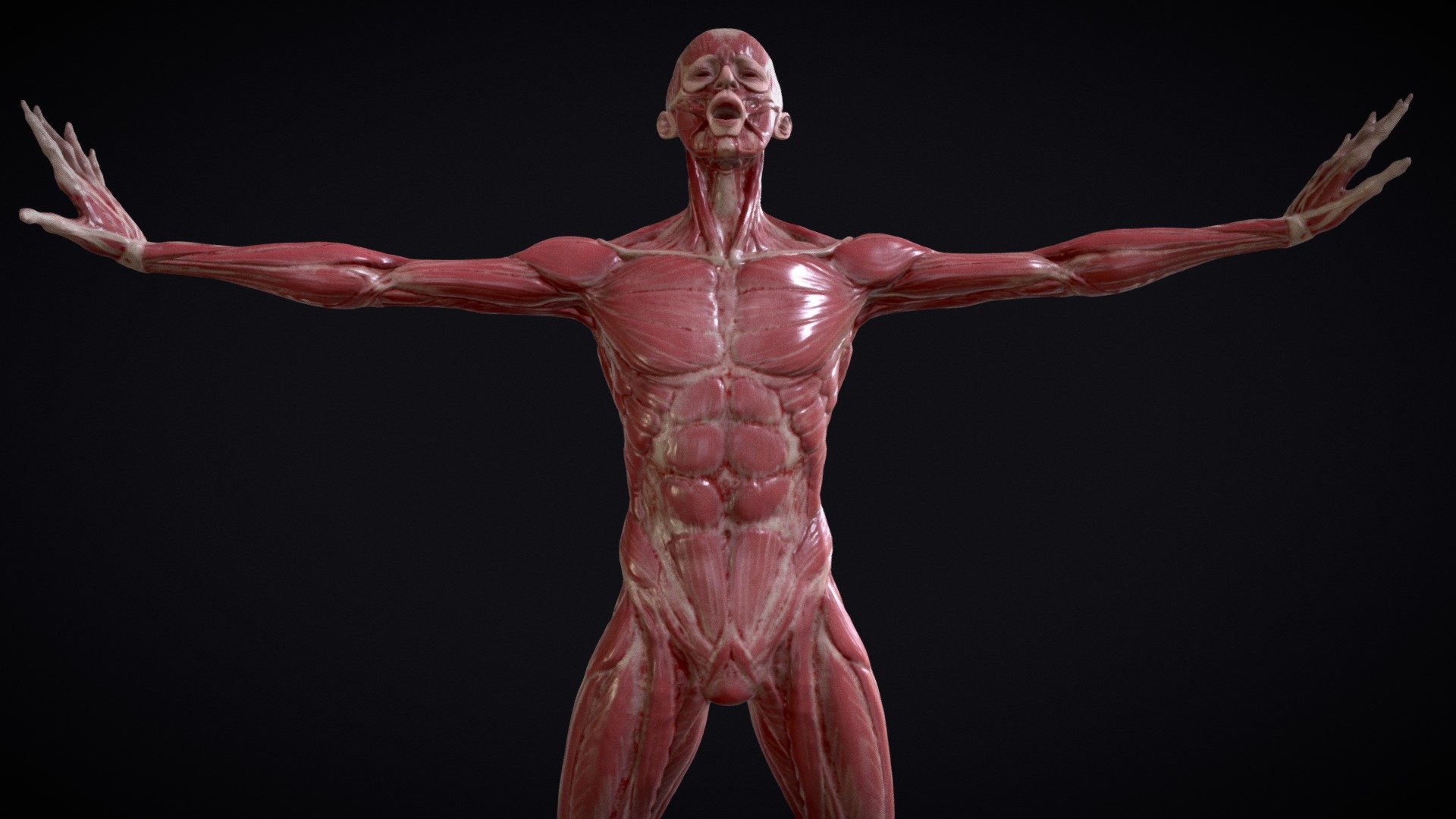 full body muscle study 3d model