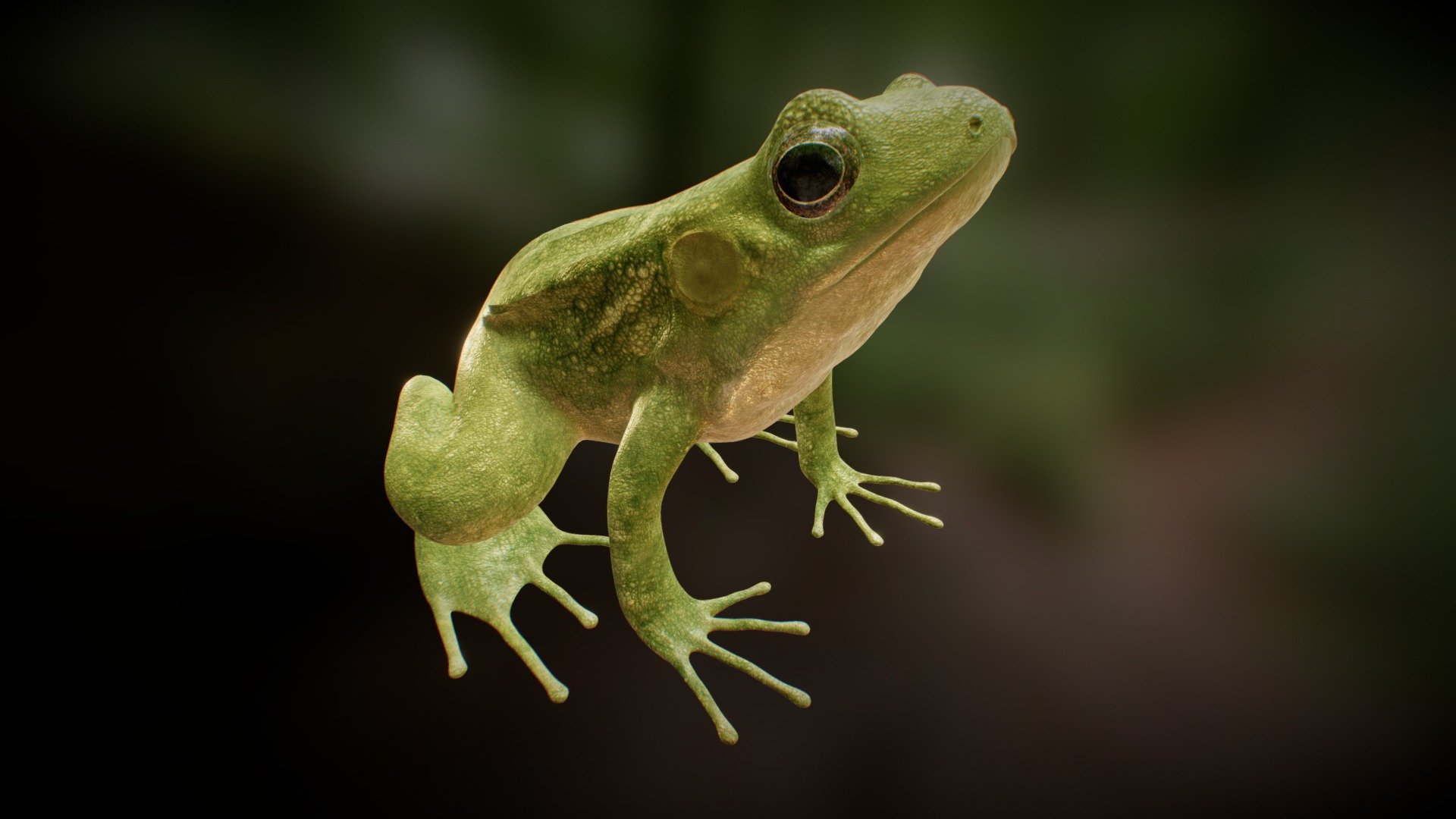 The Green Frog 3d model