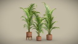 Dypsis Lutescens Set 03