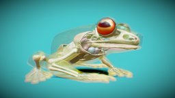 Red-eyed tree frog interior