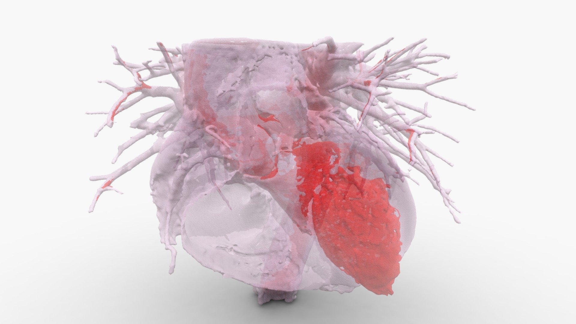 3D Human Anatomy: Heart 3d model