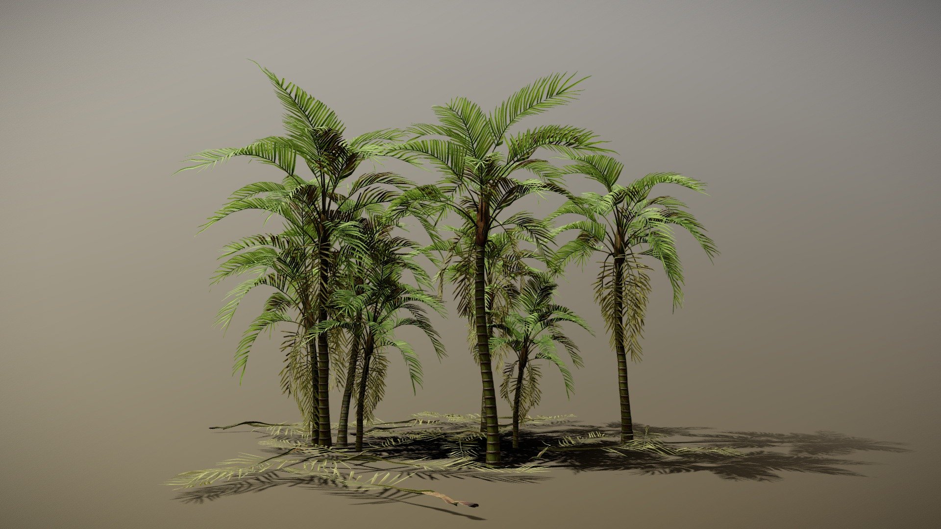 Tall Palm 3d model