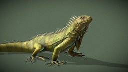 Iguana