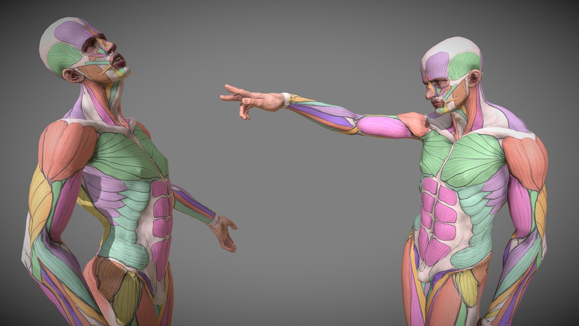 Anatomy study 3d model