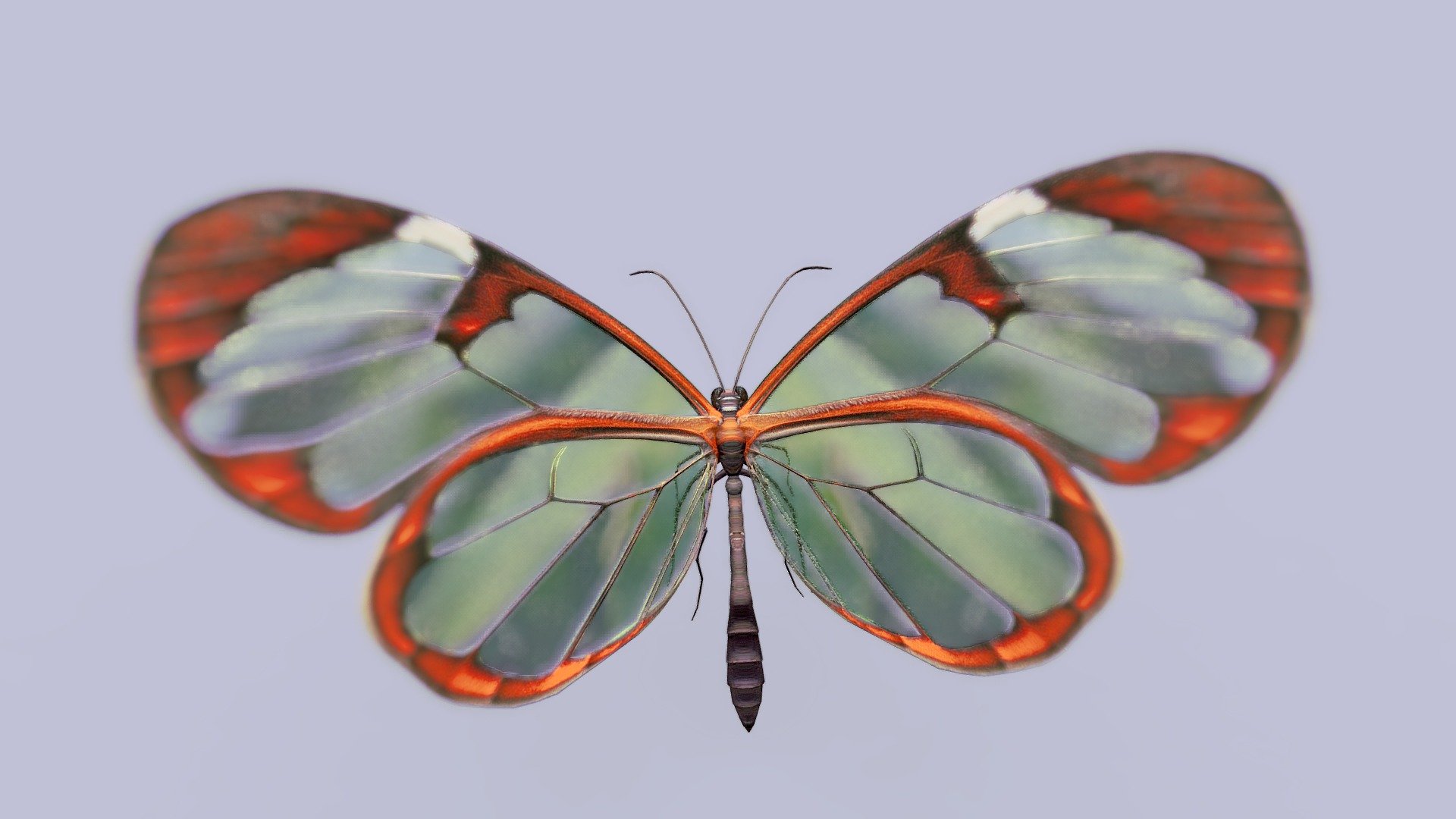 Butterfly 3d model