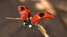 Coccinella septempunctata Linnaeus