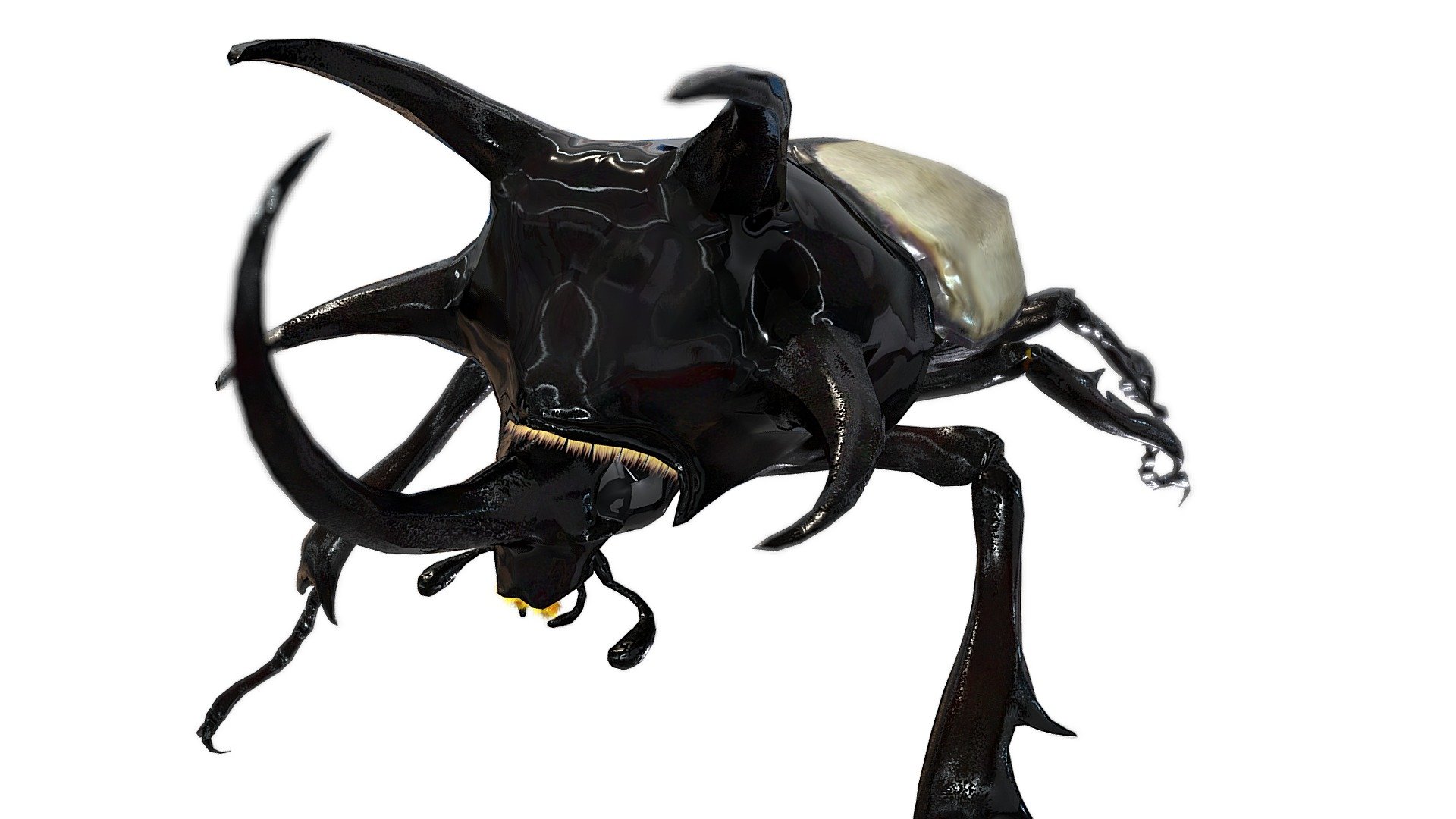 Eupatorus　beetle 3d model