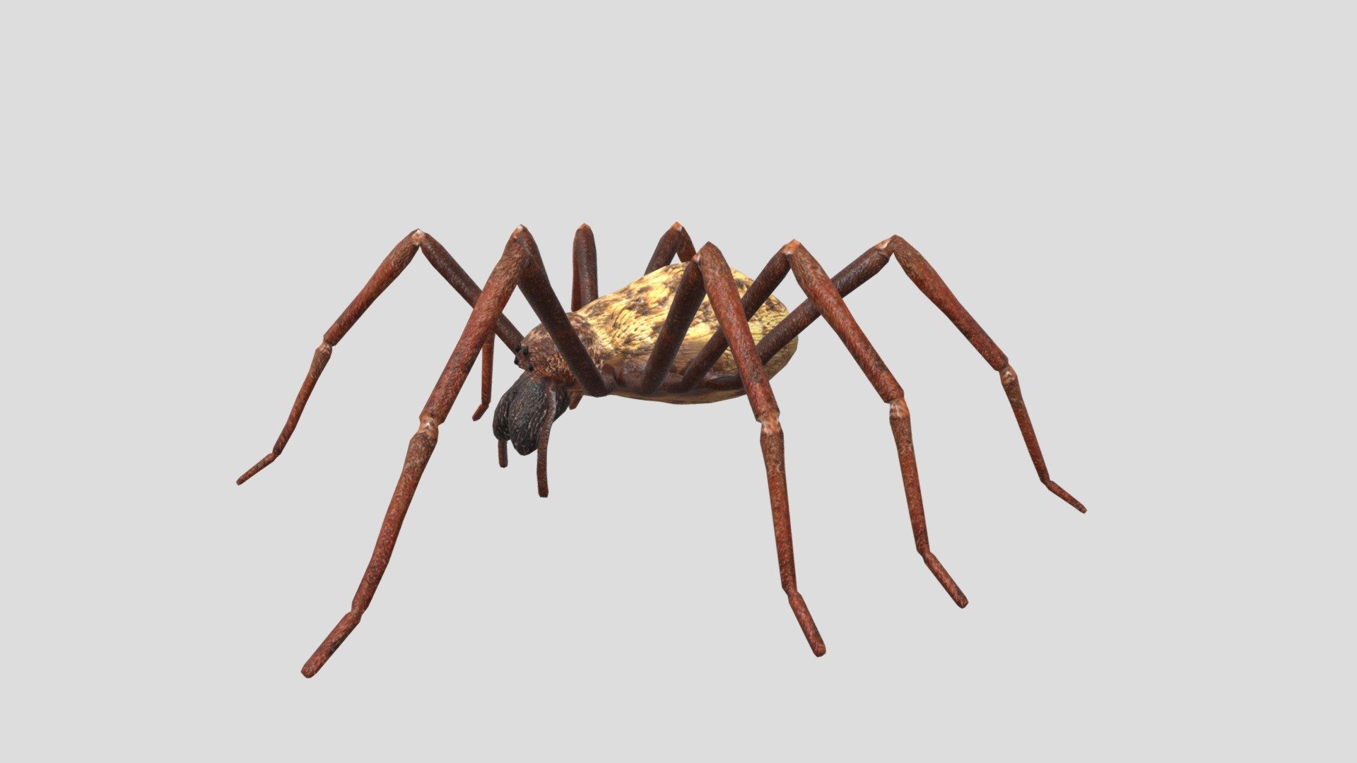 House Spider 3d model