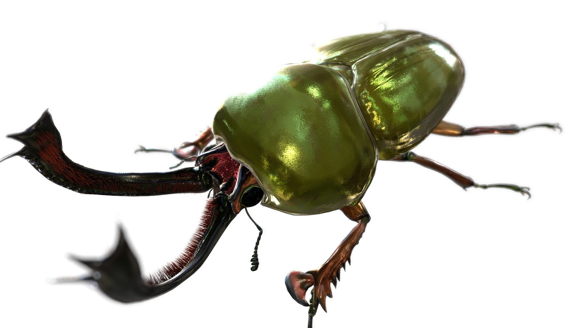 Lamprima adolphinae 3d model