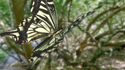 Papilio xuthus