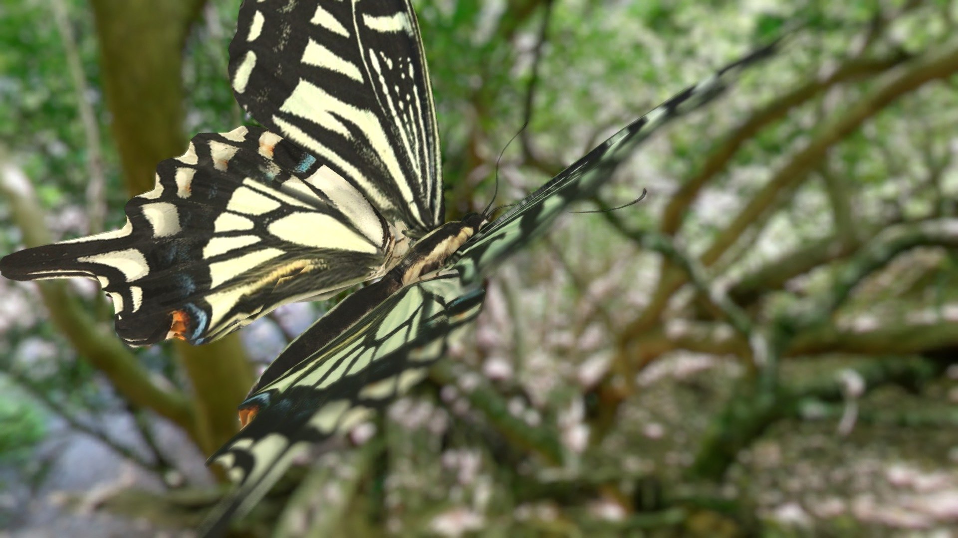 Papilio xuthus 3d model