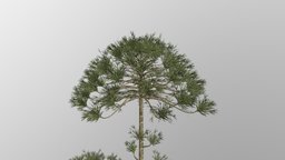 Araucaria