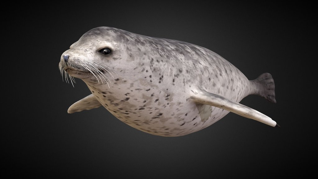 Steinkobbe (Phoca Vitulina) 3d model