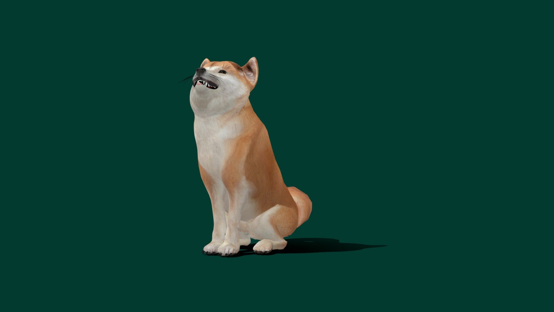 Shiba Inu (Texture Updated) 3d model