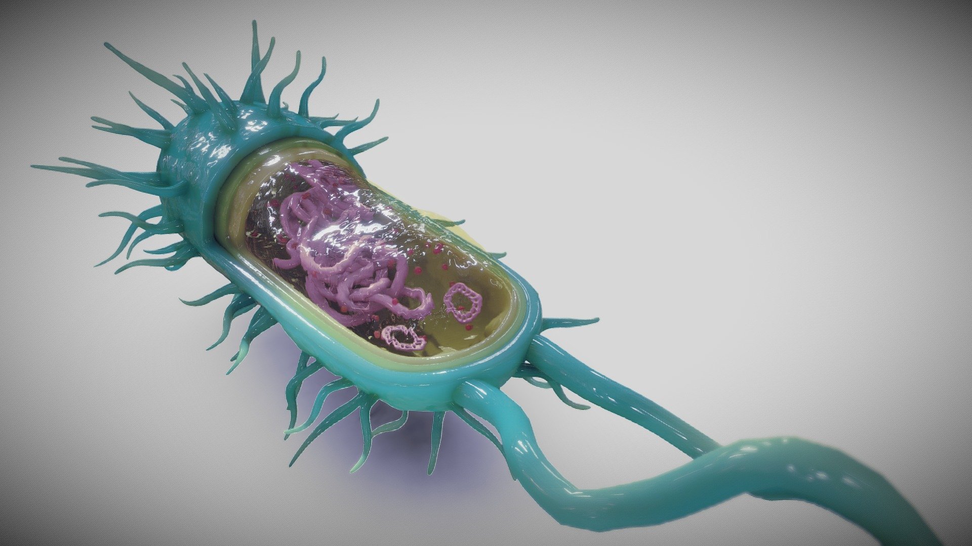 Bacterial Cell Structure 3d model