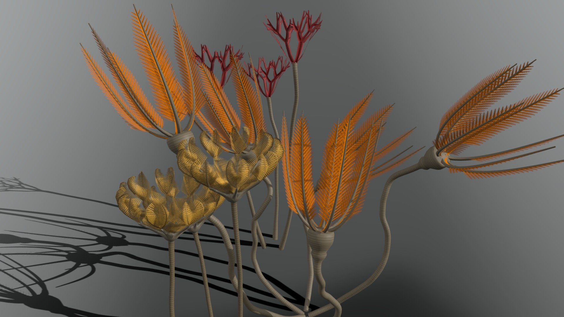 Crinoidea indent. 3d model